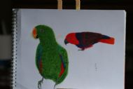 Eclectus